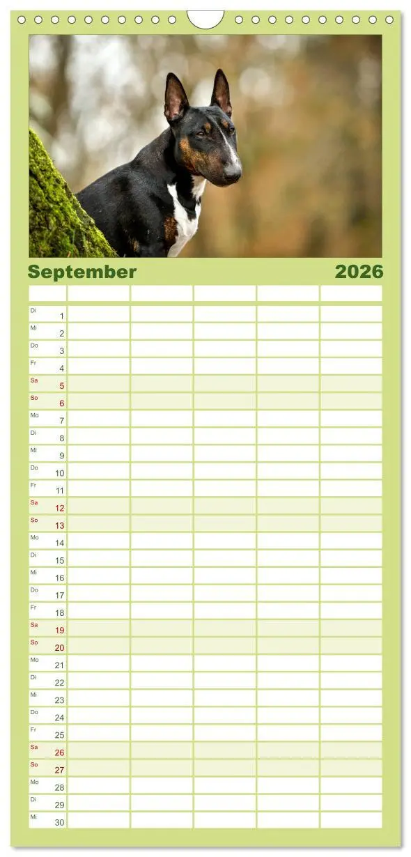 Bild: 9783516512021 | Familienplaner 2026 - Einmal Bullterrier - immer Bullterrier mit 5...
