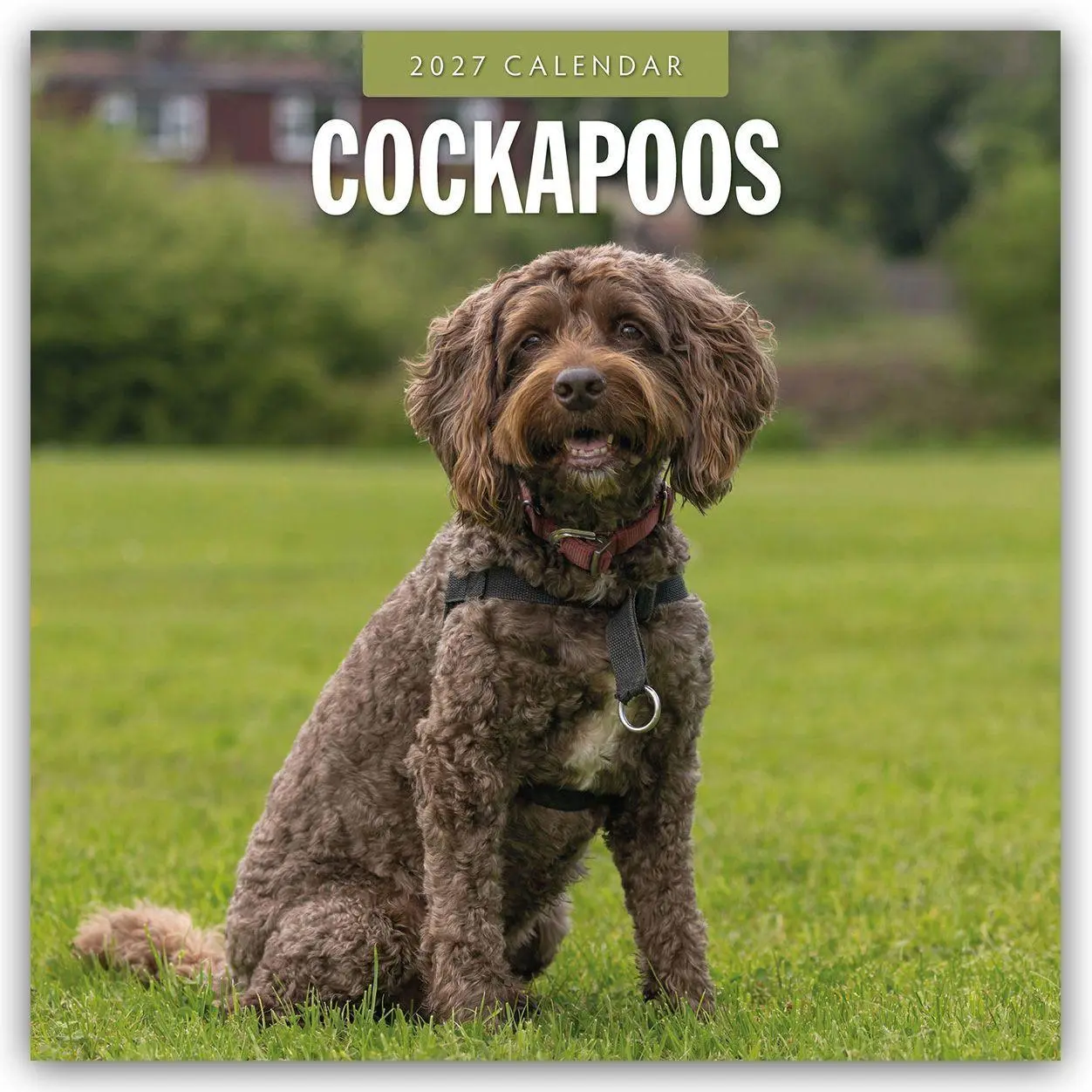 Cover: 9781837012121 | Cockapoos - Cockapoo 2027 - 16-Monatskalender | Robin Red | Kalender