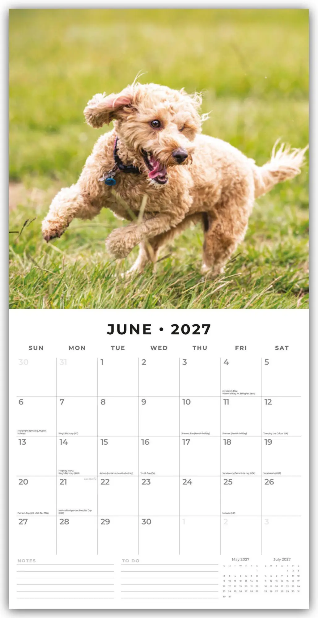 Bild: 9781837012121 | Cockapoos - Cockapoo 2027 - 16-Monatskalender | Robin Red | Kalender
