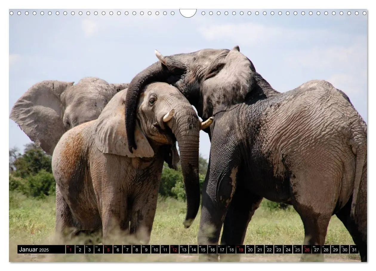 Bild: 9783435632121 | Wildes Leben in Afrika (Wandkalender 2025 DIN A3 quer), CALVENDO...