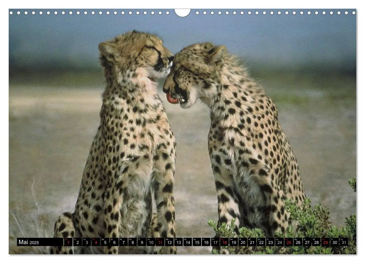 Bild: 9783435632121 | Wildes Leben in Afrika (Wandkalender 2025 DIN A3 quer), CALVENDO...