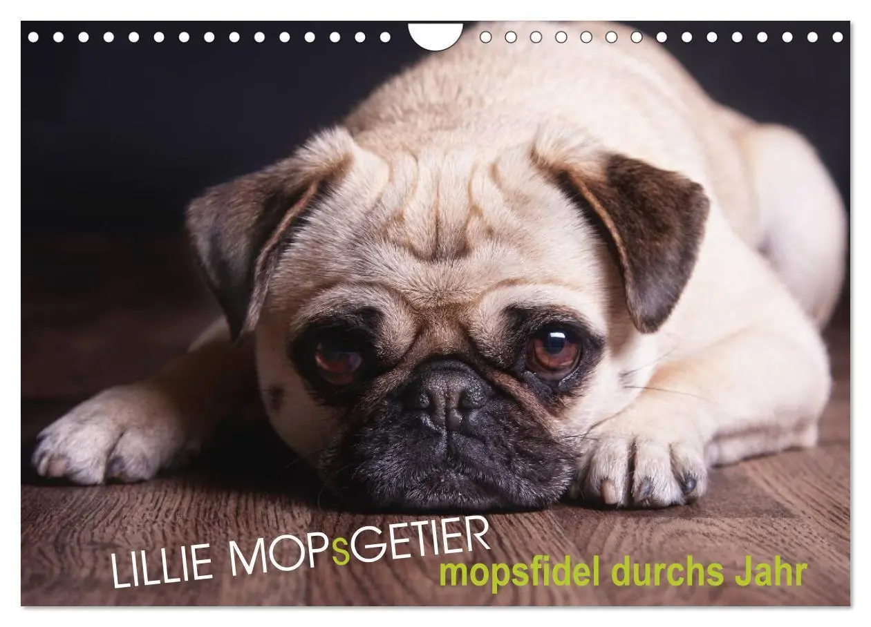 Cover: 9783457962121 | Lillie Mopsgetier - mopsfidel durchs Jahr (Wandkalender 2026 DIN A4...