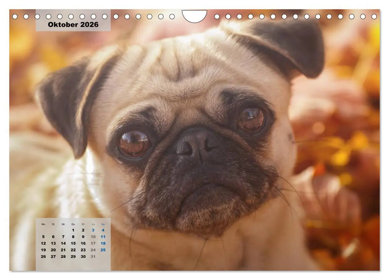 Bild: 9783457962121 | Lillie Mopsgetier - mopsfidel durchs Jahr (Wandkalender 2026 DIN A4...