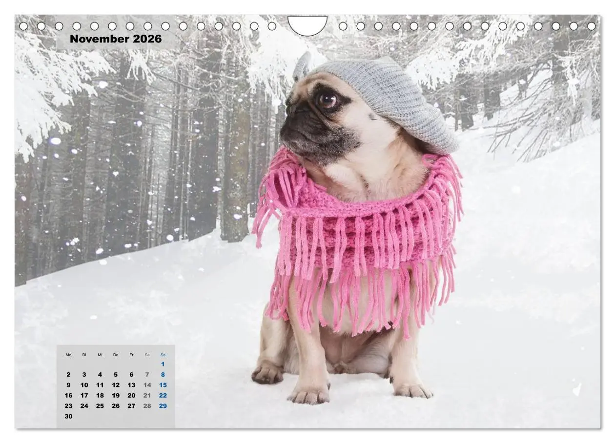 Bild: 9783457962121 | Lillie Mopsgetier - mopsfidel durchs Jahr (Wandkalender 2026 DIN A4...