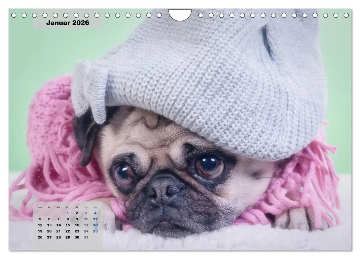 Bild: 9783457962121 | Lillie Mopsgetier - mopsfidel durchs Jahr (Wandkalender 2026 DIN A4...