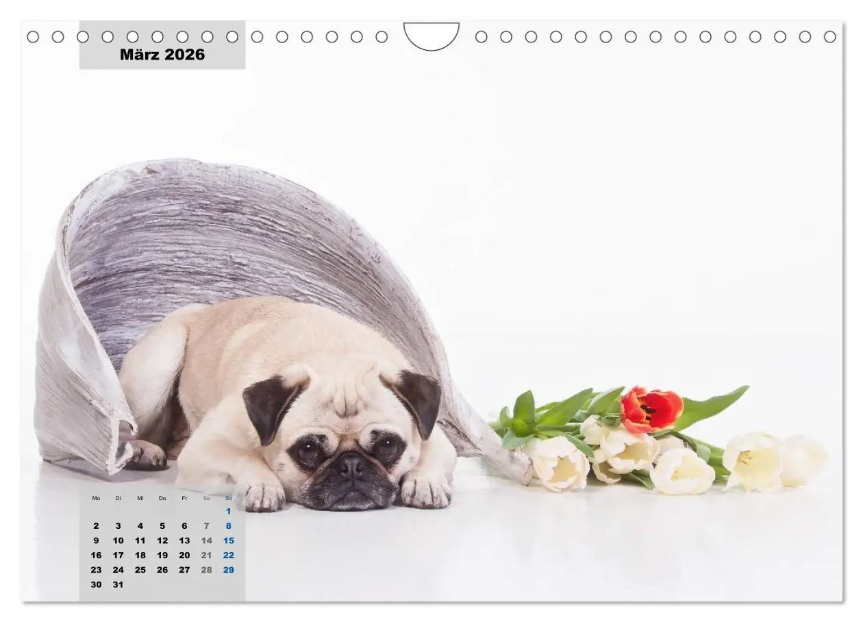 Bild: 9783457962121 | Lillie Mopsgetier - mopsfidel durchs Jahr (Wandkalender 2026 DIN A4...