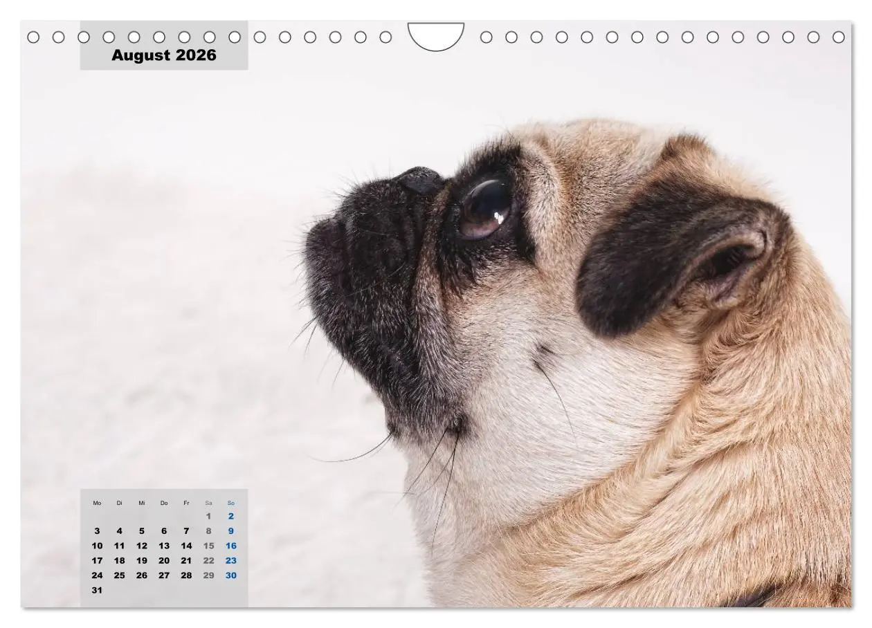 Bild: 9783457962121 | Lillie Mopsgetier - mopsfidel durchs Jahr (Wandkalender 2026 DIN A4...