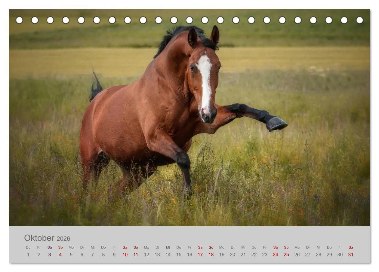 Bild: 9783457882221 | Pferde - Anmut, Eleganz, Magie (Tischkalender 2026 DIN A5 quer),...