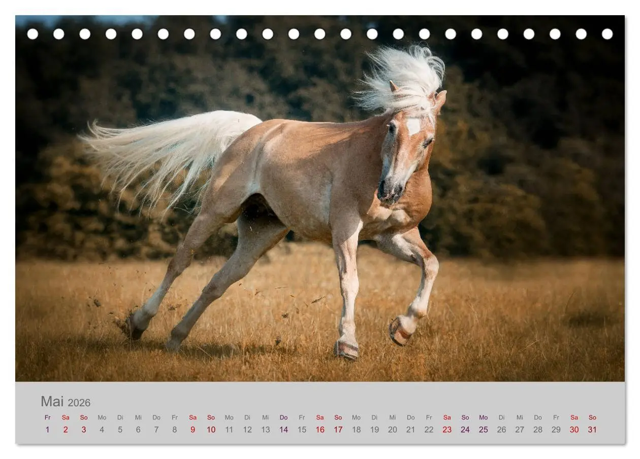 Bild: 9783457882221 | Pferde - Anmut, Eleganz, Magie (Tischkalender 2026 DIN A5 quer),...