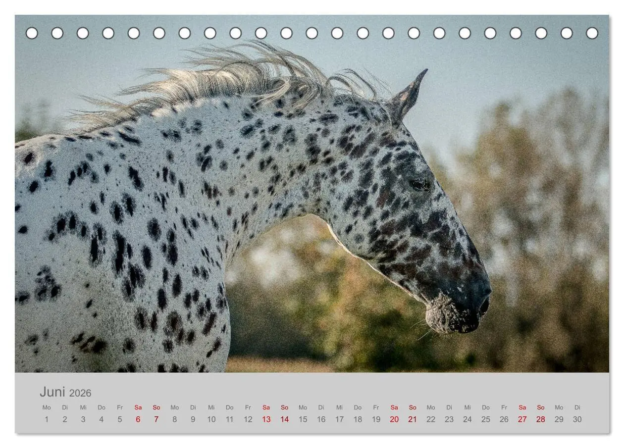 Bild: 9783457882221 | Pferde - Anmut, Eleganz, Magie (Tischkalender 2026 DIN A5 quer),...