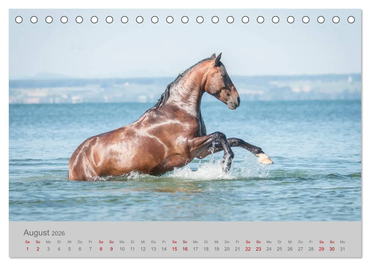 Bild: 9783457882221 | Pferde - Anmut, Eleganz, Magie (Tischkalender 2026 DIN A5 quer),...