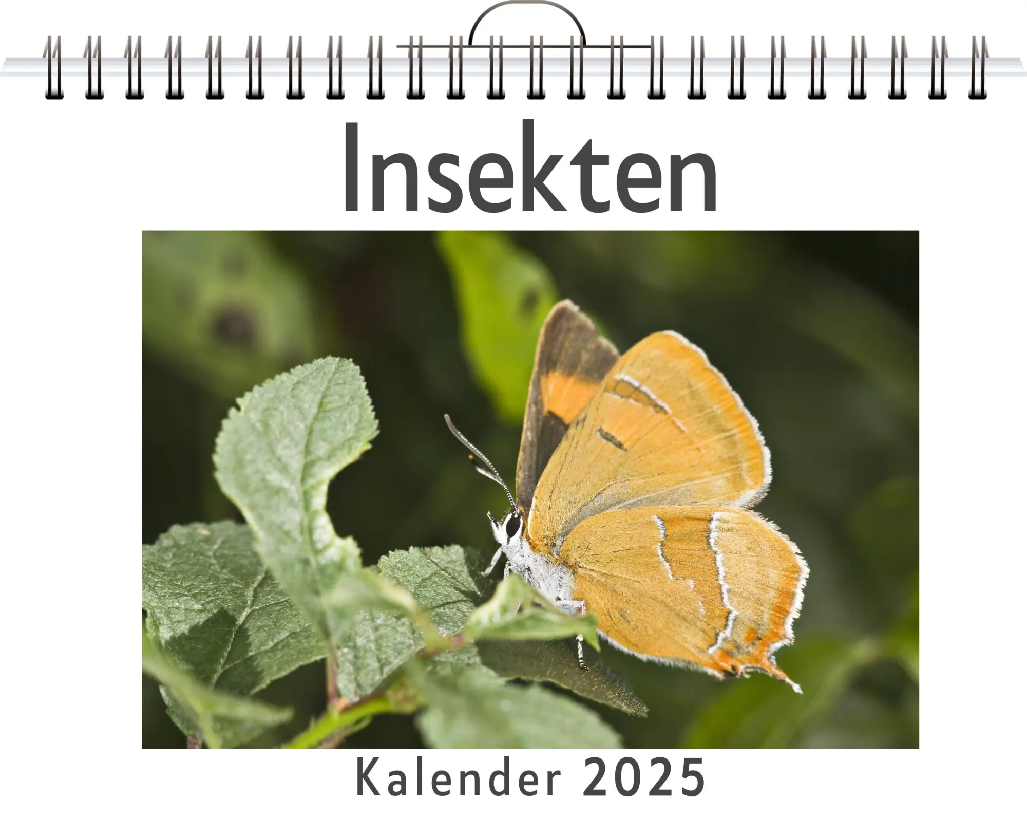 Cover: 9783759122421 | Insekten - (Wandkalender 2025, Kalender DIN A4 quer, Monatskalender...