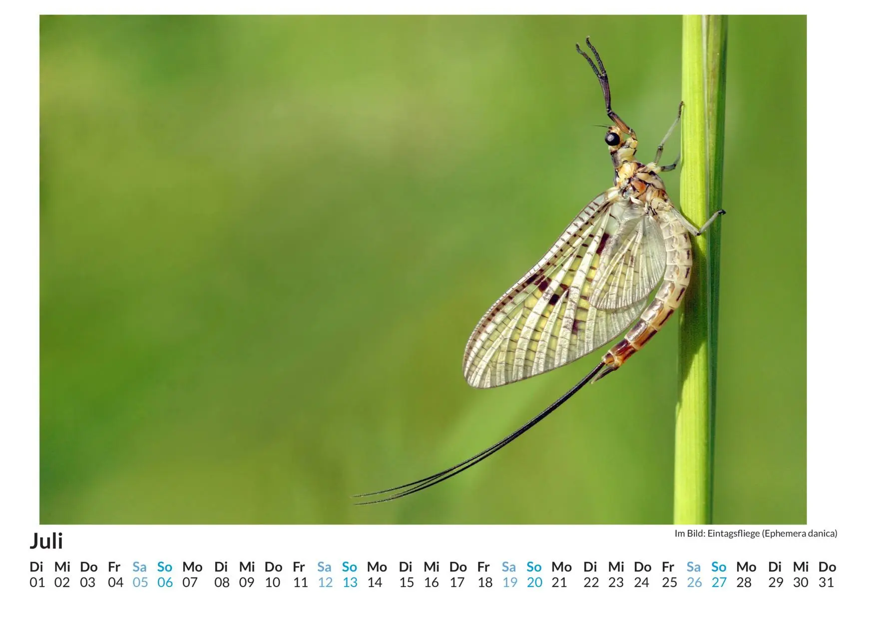Bild: 9783759122421 | Insekten - (Wandkalender 2025, Kalender DIN A4 quer, Monatskalender...