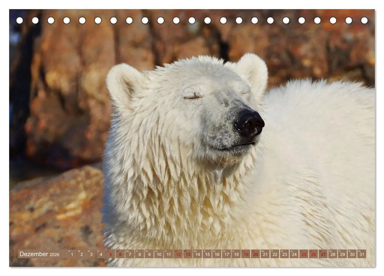 Bild: 9783457602621 | Wilde Bärenwelt (Tischkalender 2026 DIN A5 quer), CALVENDO...