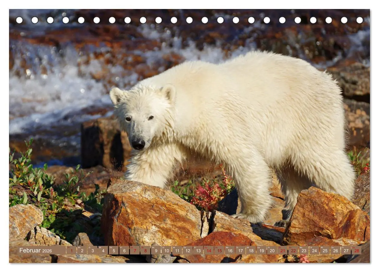 Bild: 9783457602621 | Wilde Bärenwelt (Tischkalender 2026 DIN A5 quer), CALVENDO...