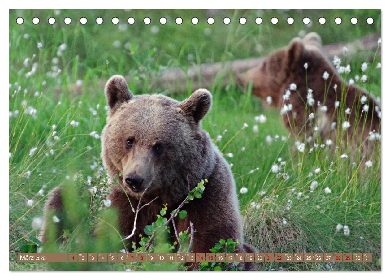 Bild: 9783457602621 | Wilde Bärenwelt (Tischkalender 2026 DIN A5 quer), CALVENDO...