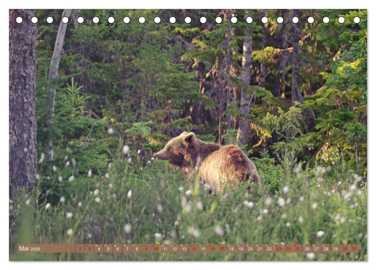 Bild: 9783457602621 | Wilde Bärenwelt (Tischkalender 2026 DIN A5 quer), CALVENDO...