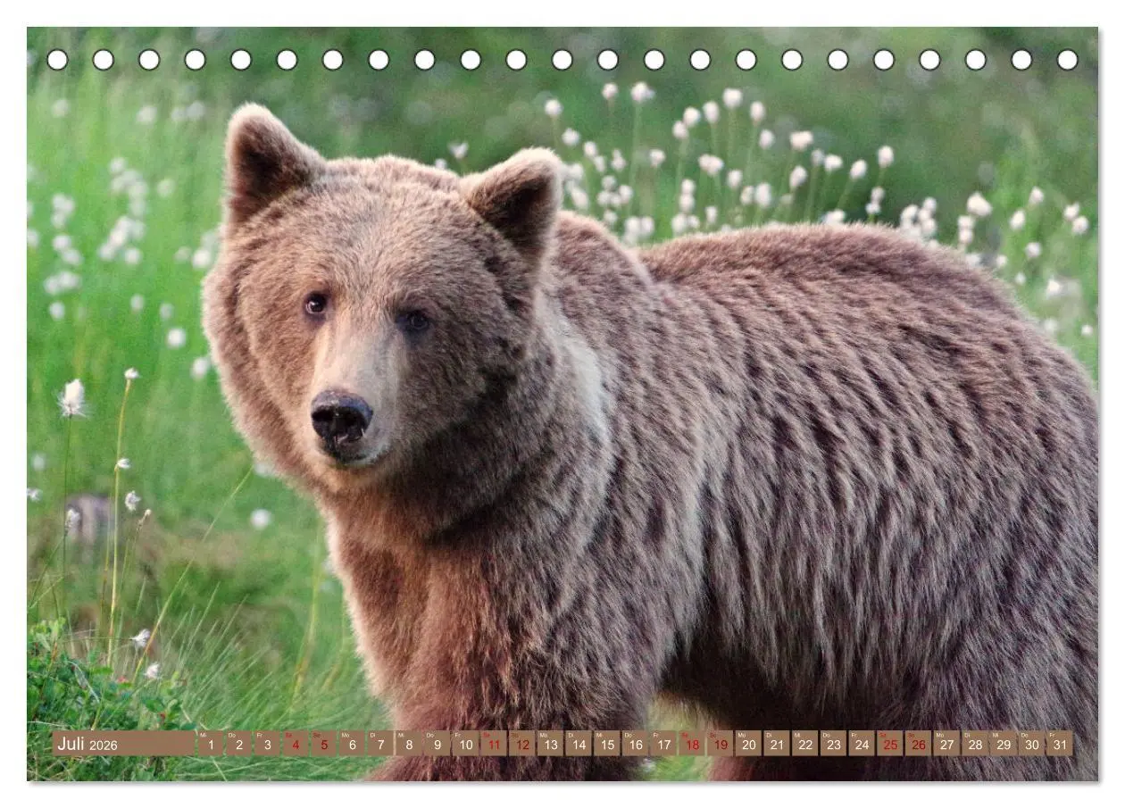 Bild: 9783457602621 | Wilde Bärenwelt (Tischkalender 2026 DIN A5 quer), CALVENDO...