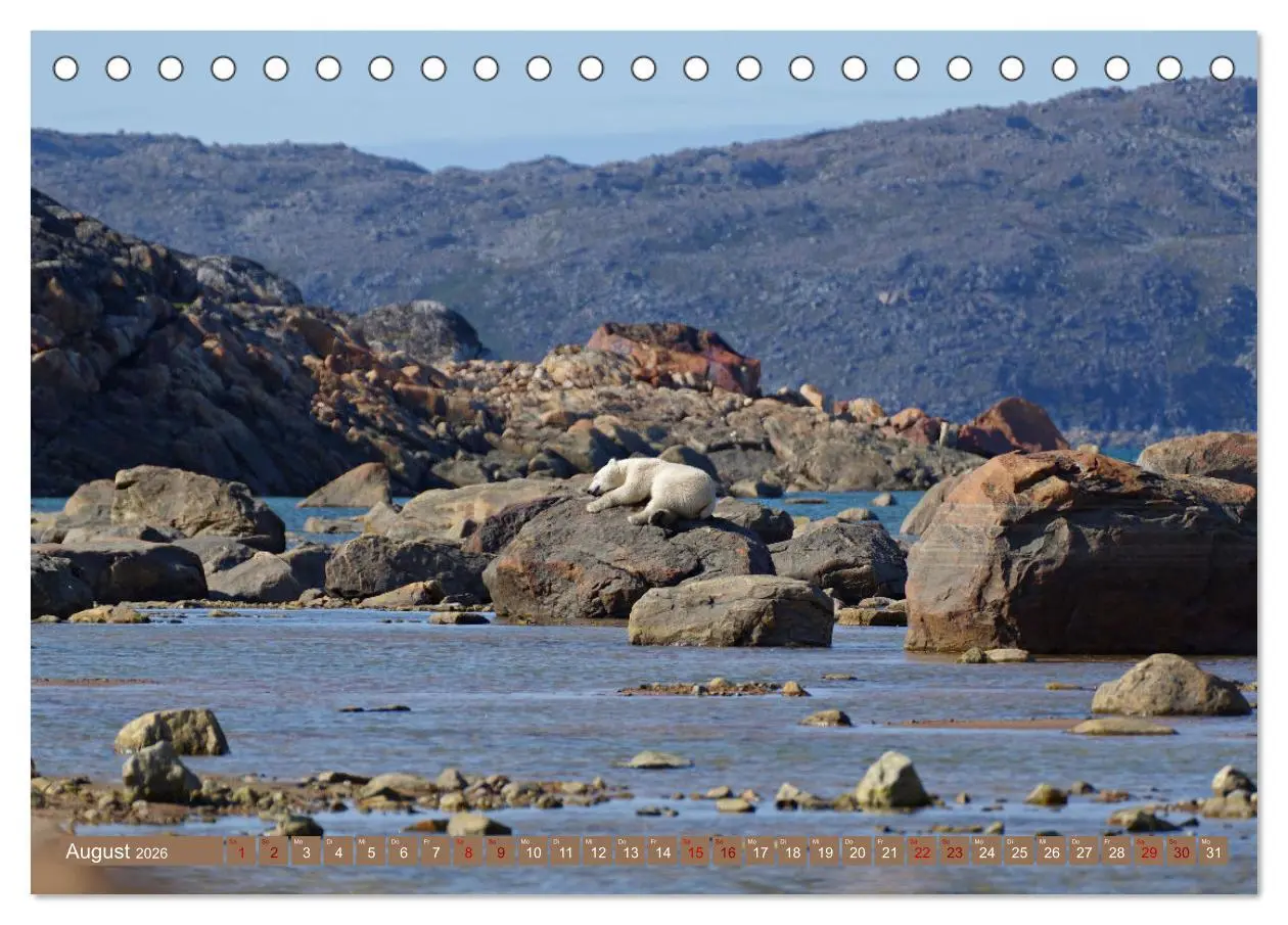 Bild: 9783457602621 | Wilde Bärenwelt (Tischkalender 2026 DIN A5 quer), CALVENDO...
