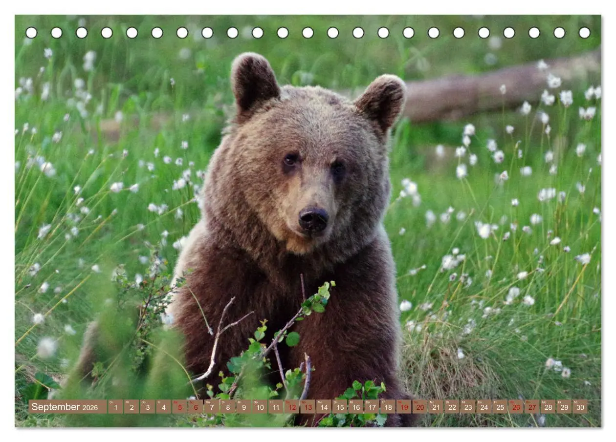 Bild: 9783457602621 | Wilde Bärenwelt (Tischkalender 2026 DIN A5 quer), CALVENDO...