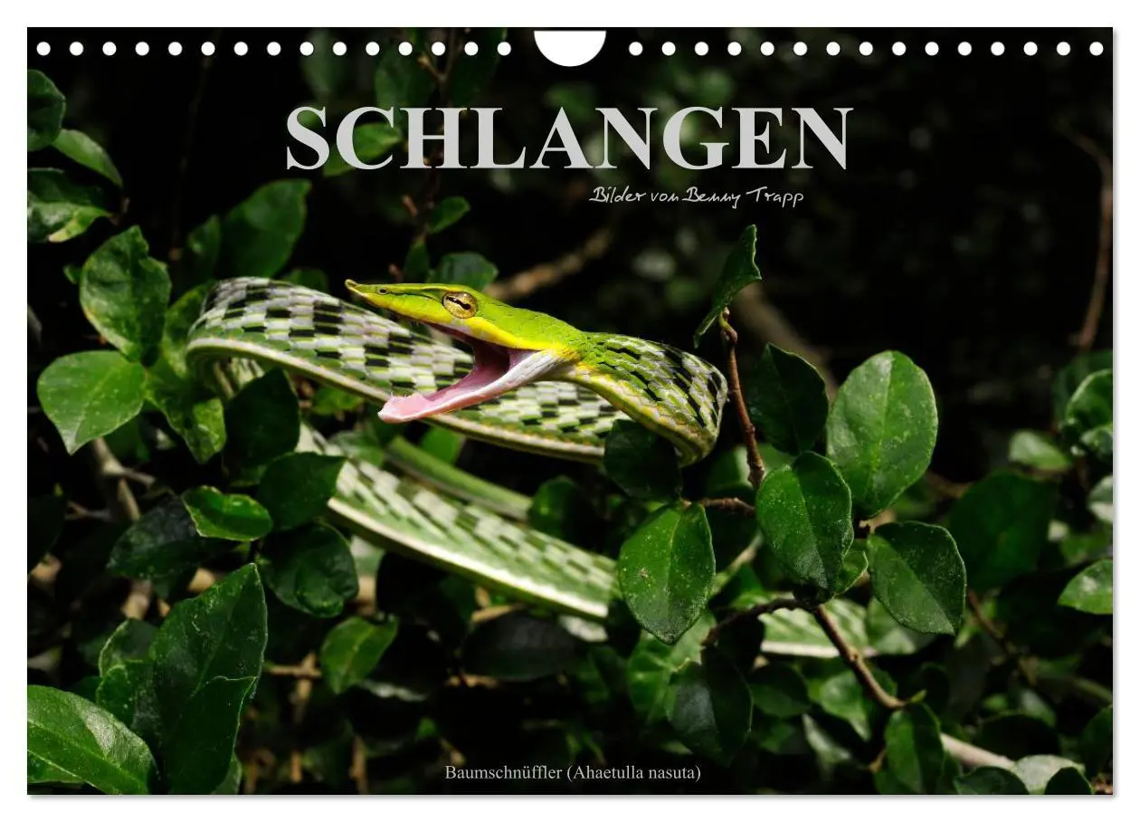Cover: 9783516172621 | Schlangen (Wandkalender 2026 DIN A4 quer), CALVENDO Monatskalender