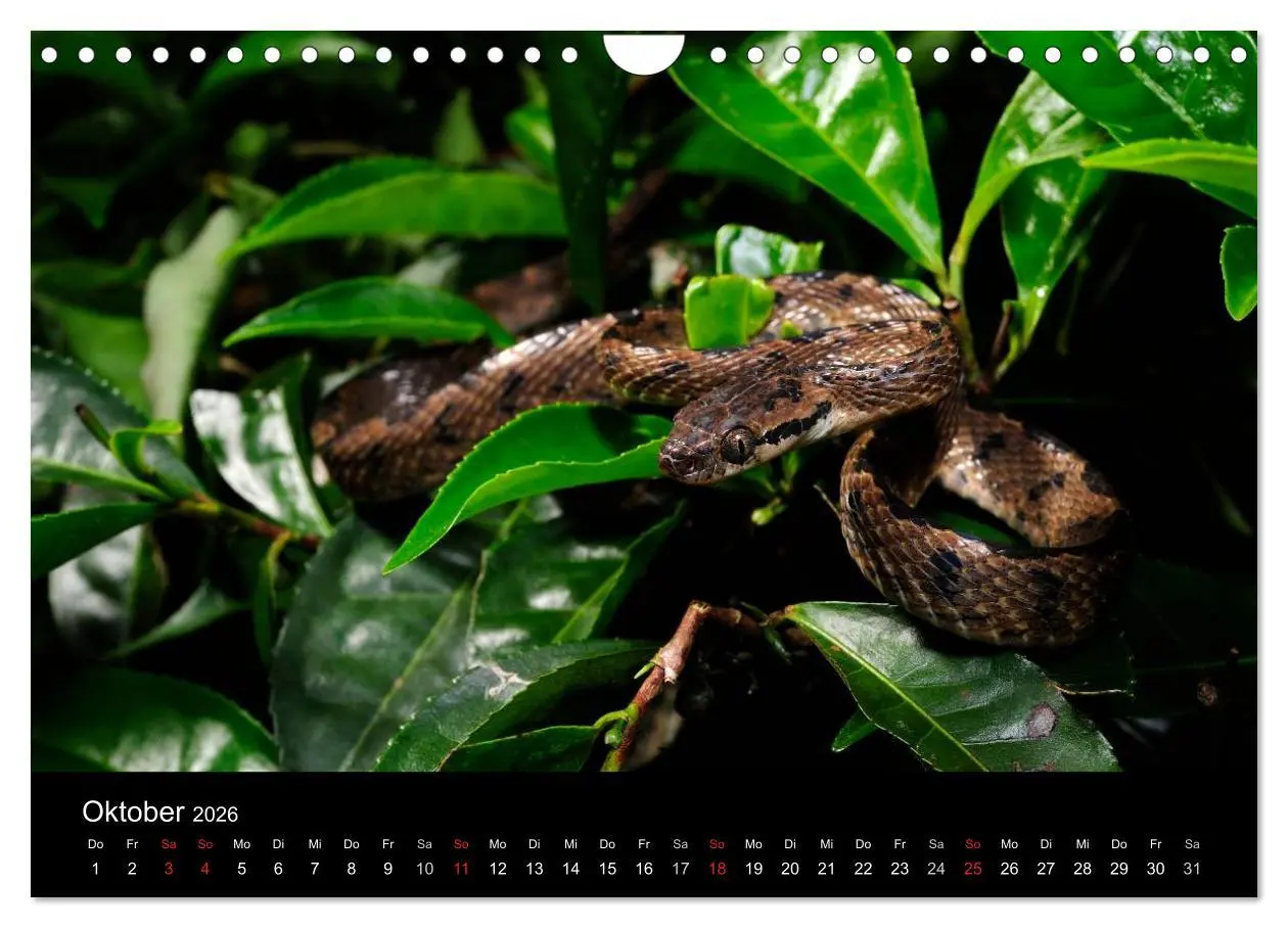 Bild: 9783516172621 | Schlangen (Wandkalender 2026 DIN A4 quer), CALVENDO Monatskalender