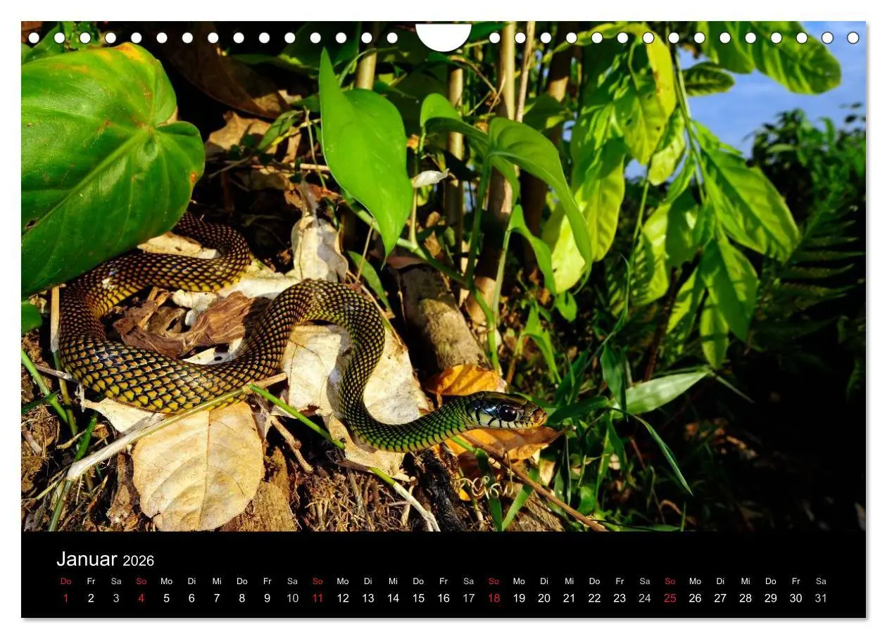 Bild: 9783516172621 | Schlangen (Wandkalender 2026 DIN A4 quer), CALVENDO Monatskalender
