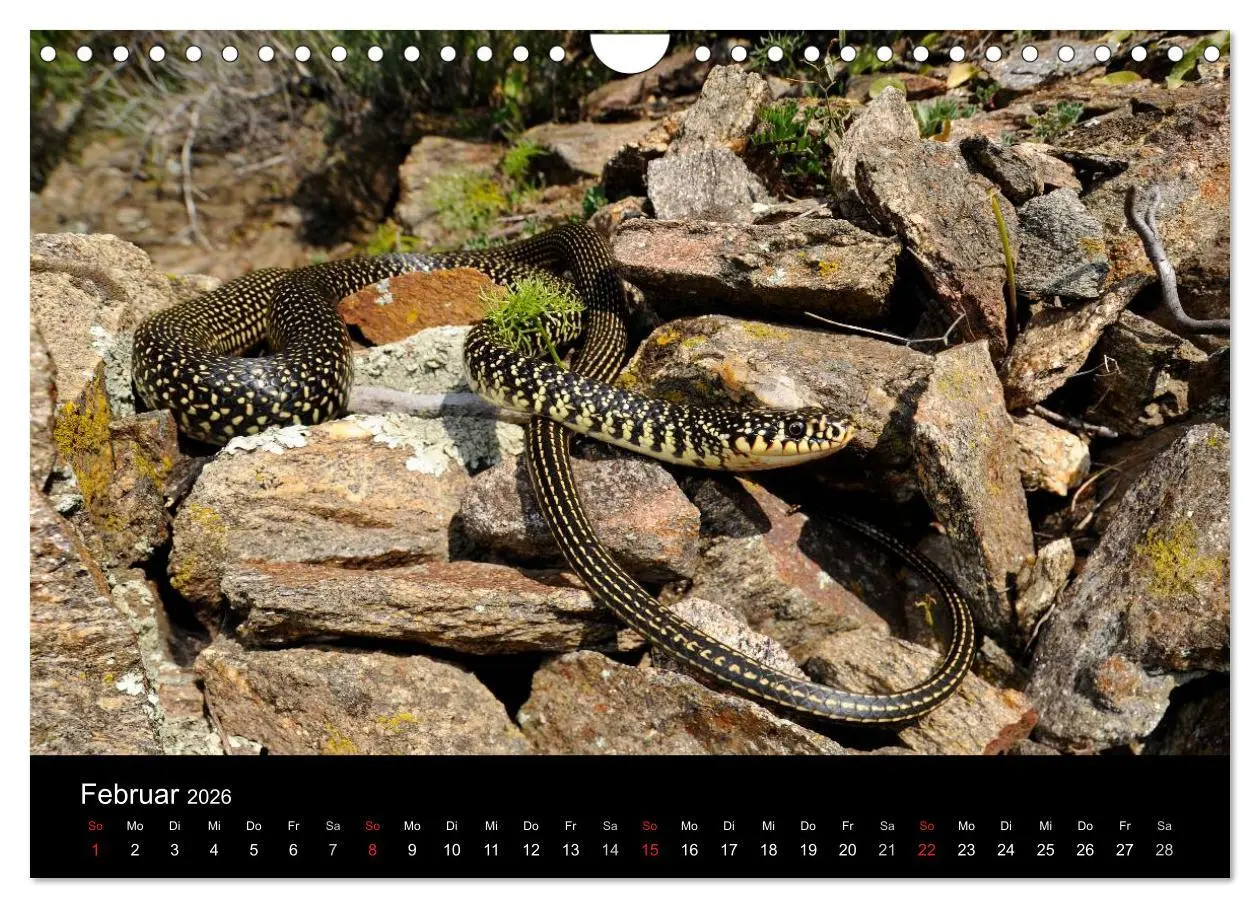 Bild: 9783516172621 | Schlangen (Wandkalender 2026 DIN A4 quer), CALVENDO Monatskalender
