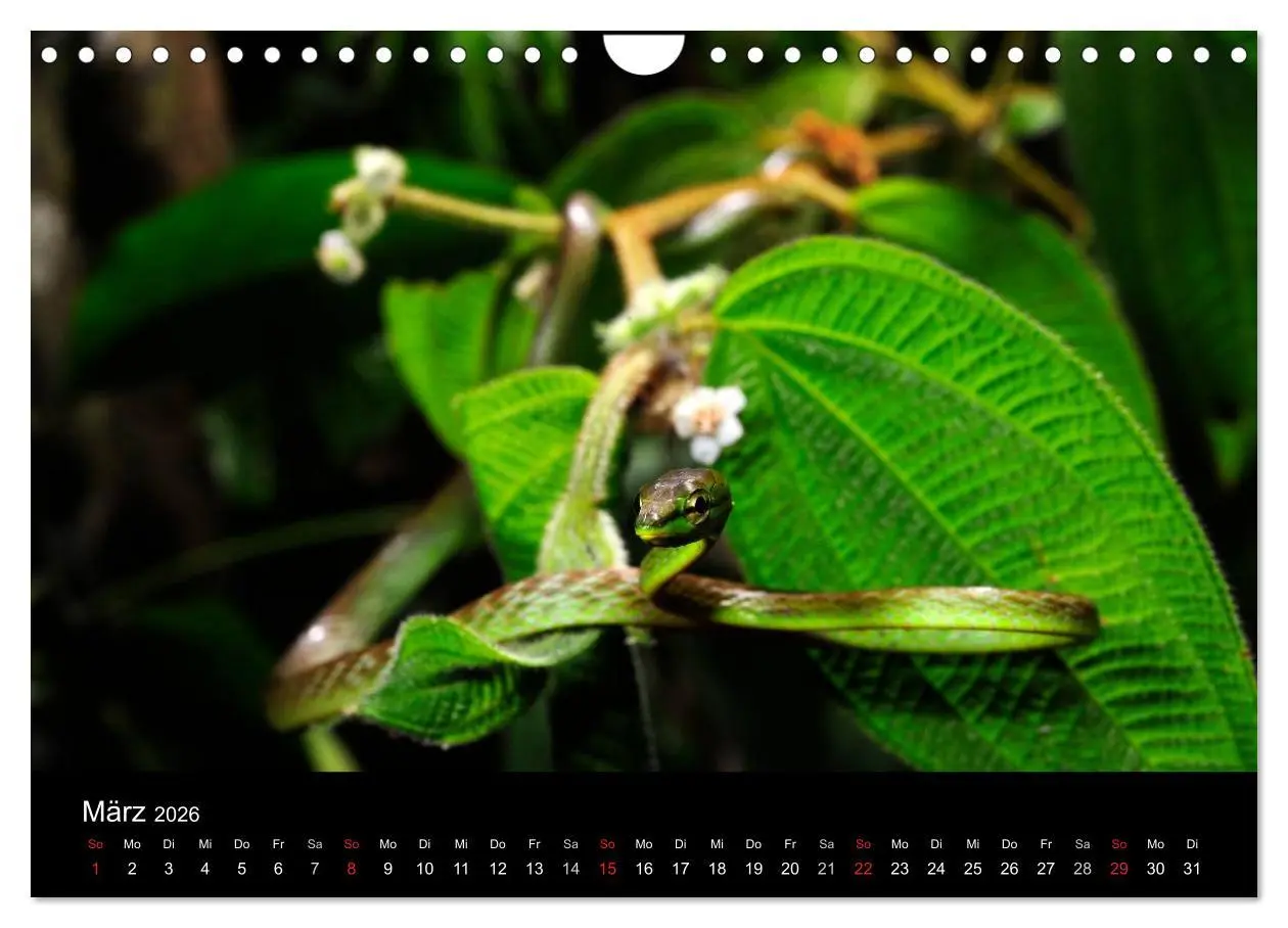 Bild: 9783516172621 | Schlangen (Wandkalender 2026 DIN A4 quer), CALVENDO Monatskalender