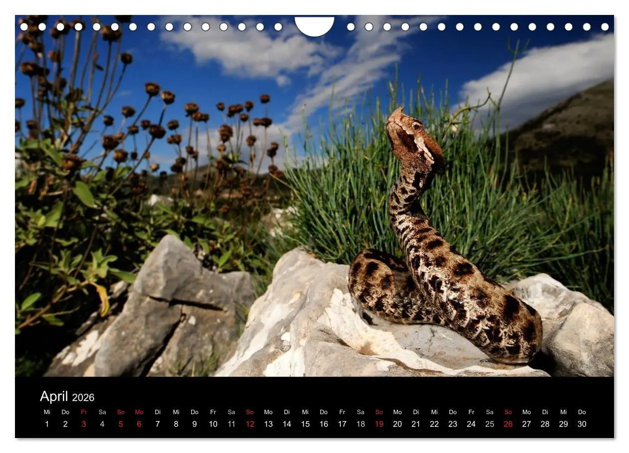 Bild: 9783516172621 | Schlangen (Wandkalender 2026 DIN A4 quer), CALVENDO Monatskalender