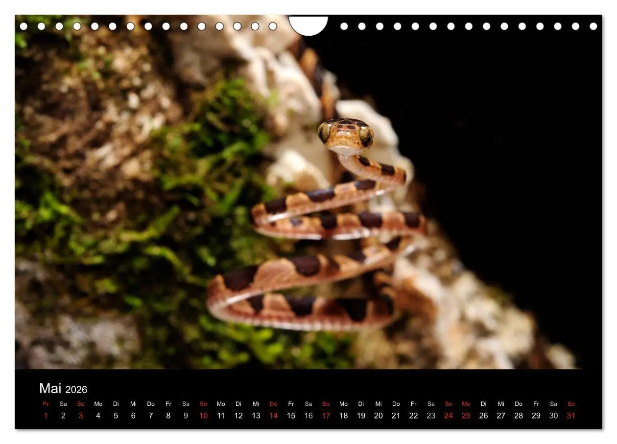 Bild: 9783516172621 | Schlangen (Wandkalender 2026 DIN A4 quer), CALVENDO Monatskalender