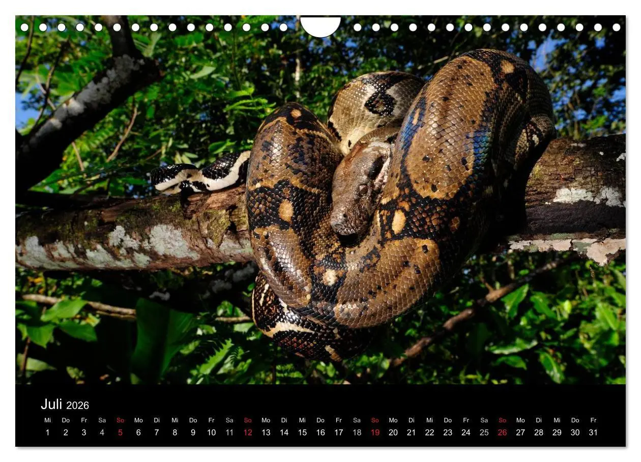 Bild: 9783516172621 | Schlangen (Wandkalender 2026 DIN A4 quer), CALVENDO Monatskalender