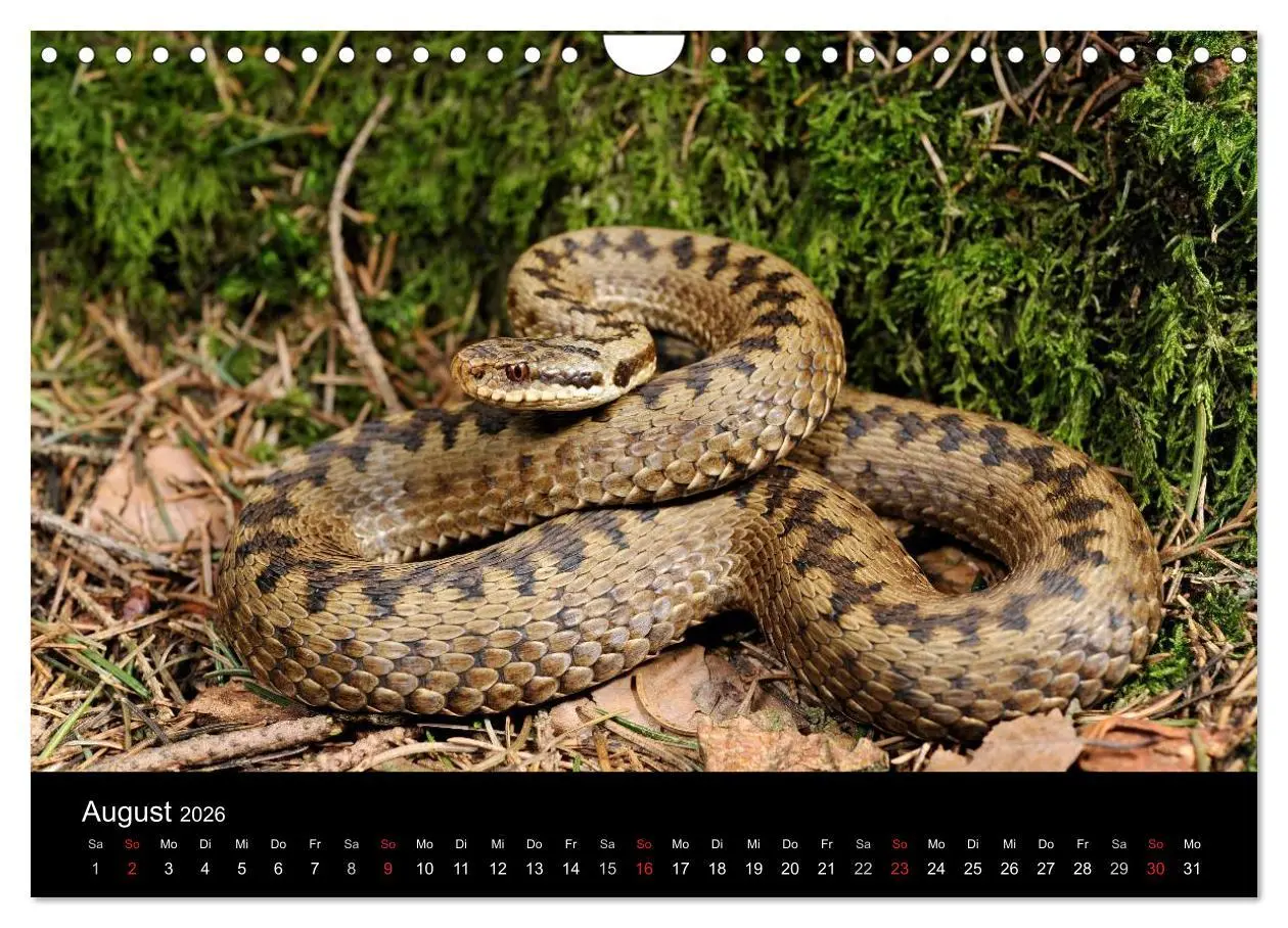 Bild: 9783516172621 | Schlangen (Wandkalender 2026 DIN A4 quer), CALVENDO Monatskalender