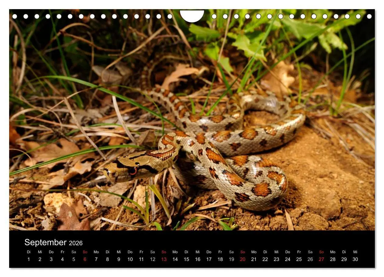 Bild: 9783516172621 | Schlangen (Wandkalender 2026 DIN A4 quer), CALVENDO Monatskalender