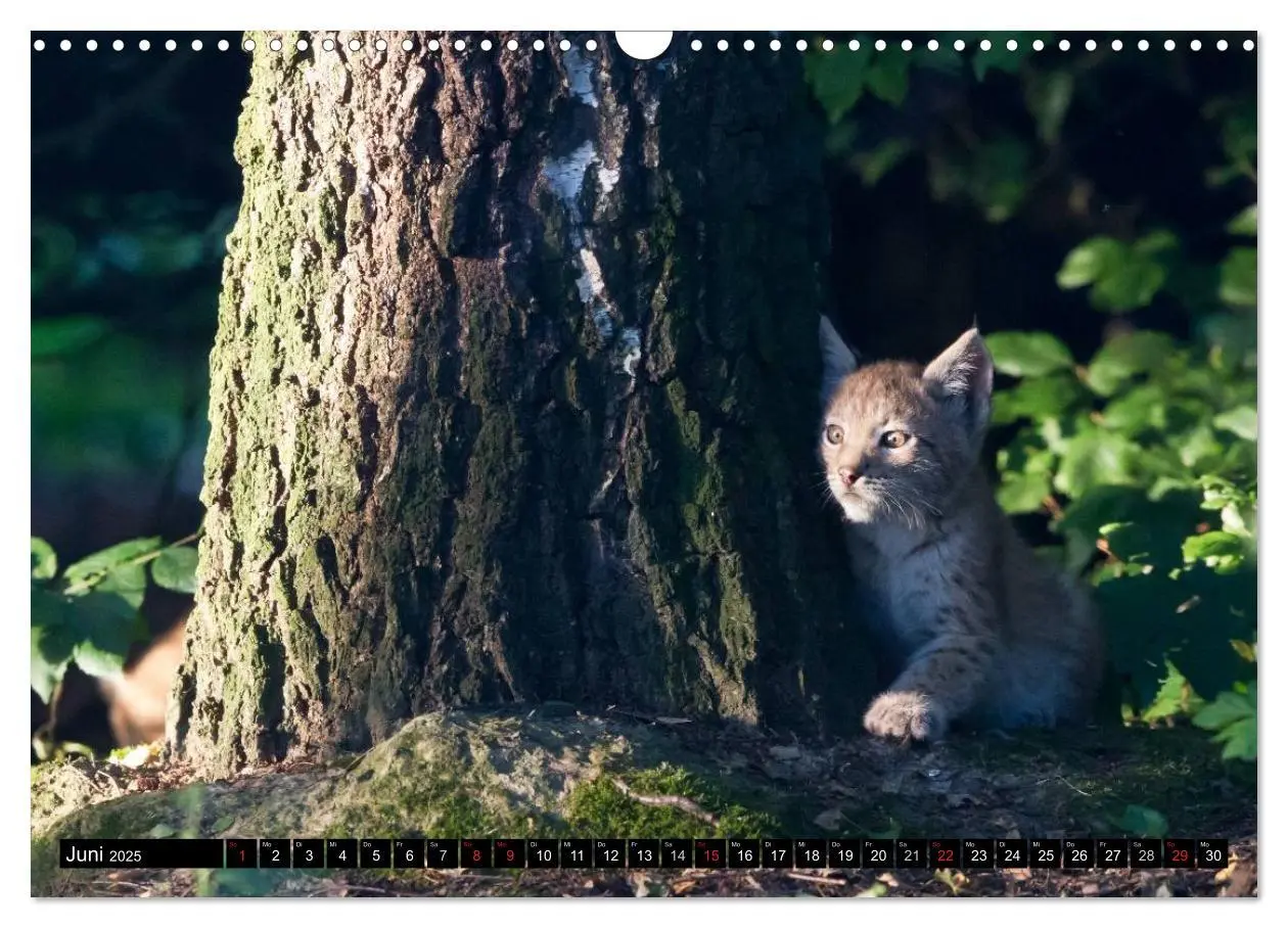 Bild: 9783435502721 | Luchskinder (Wandkalender 2025 DIN A3 quer), CALVENDO Monatskalender