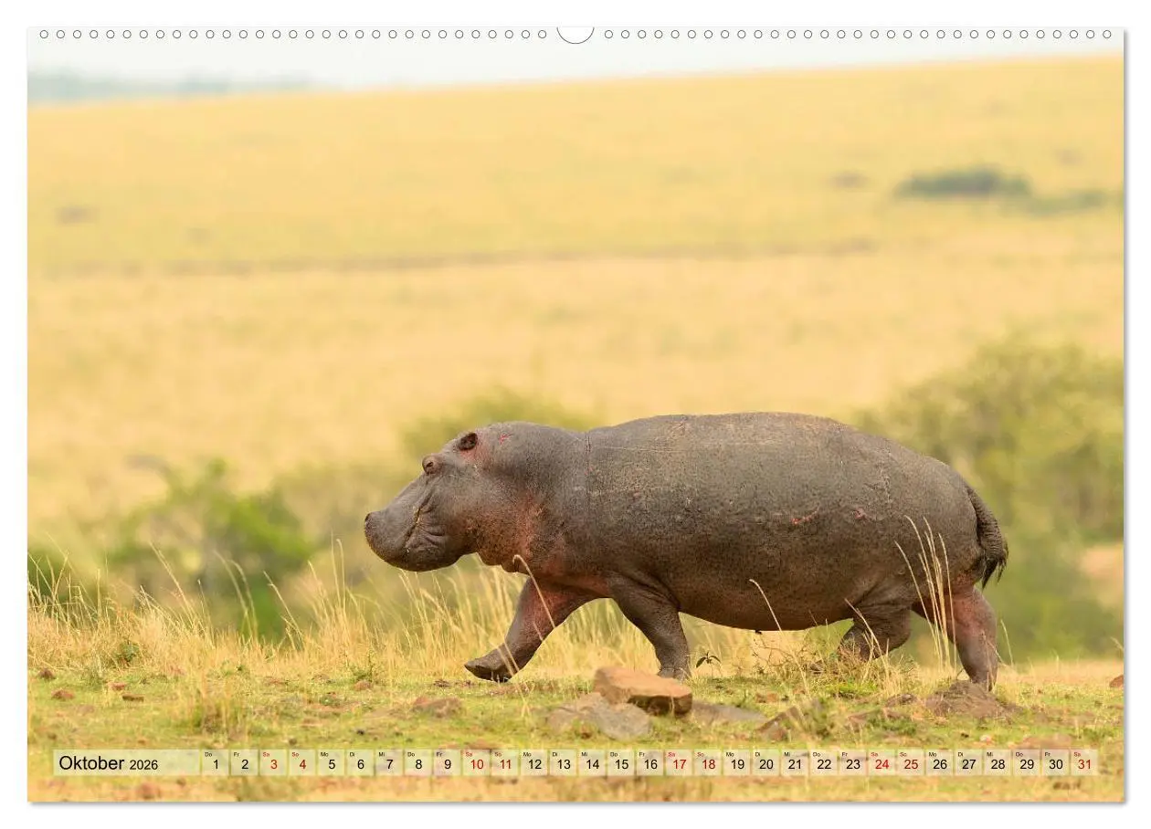 Bild: 9783457692721 | Faszination Afrika: Flusspferde (hochwertiger Premium Wandkalender...
