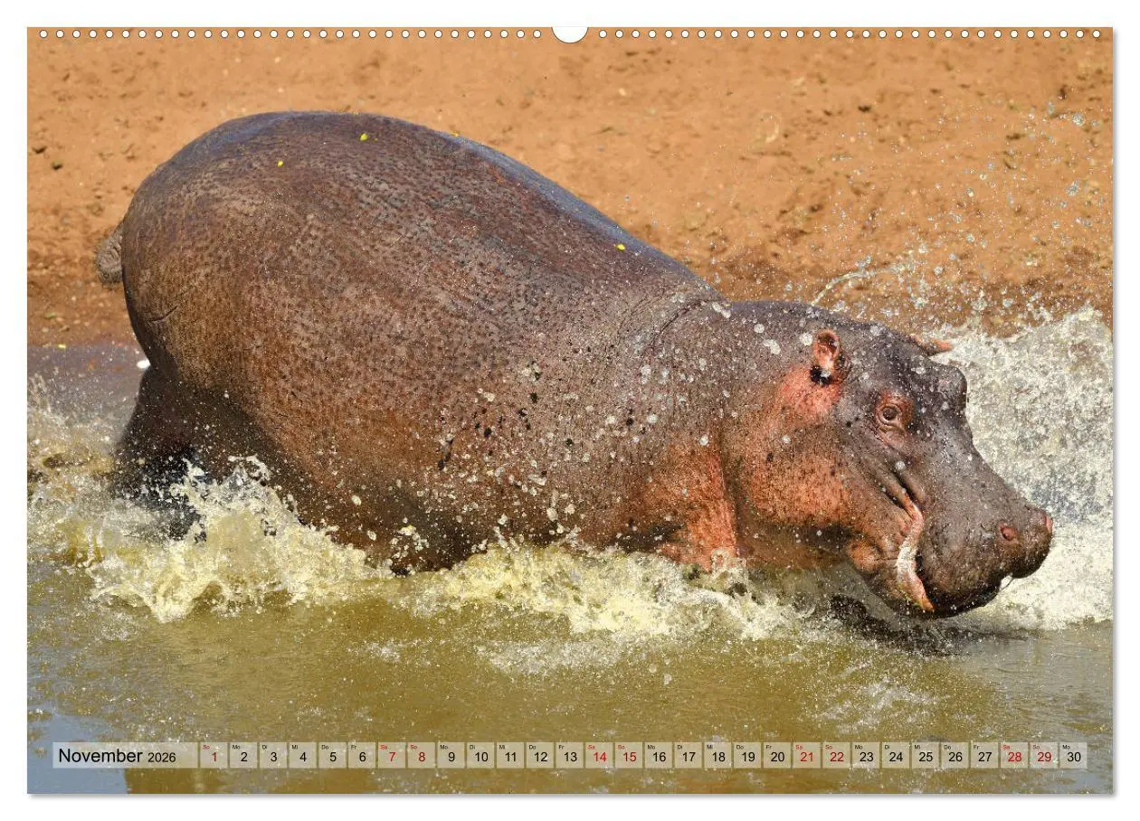 Bild: 9783457692721 | Faszination Afrika: Flusspferde (hochwertiger Premium Wandkalender...