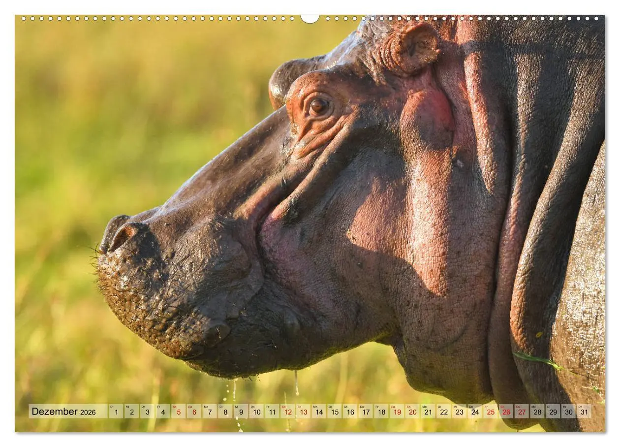 Bild: 9783457692721 | Faszination Afrika: Flusspferde (hochwertiger Premium Wandkalender...