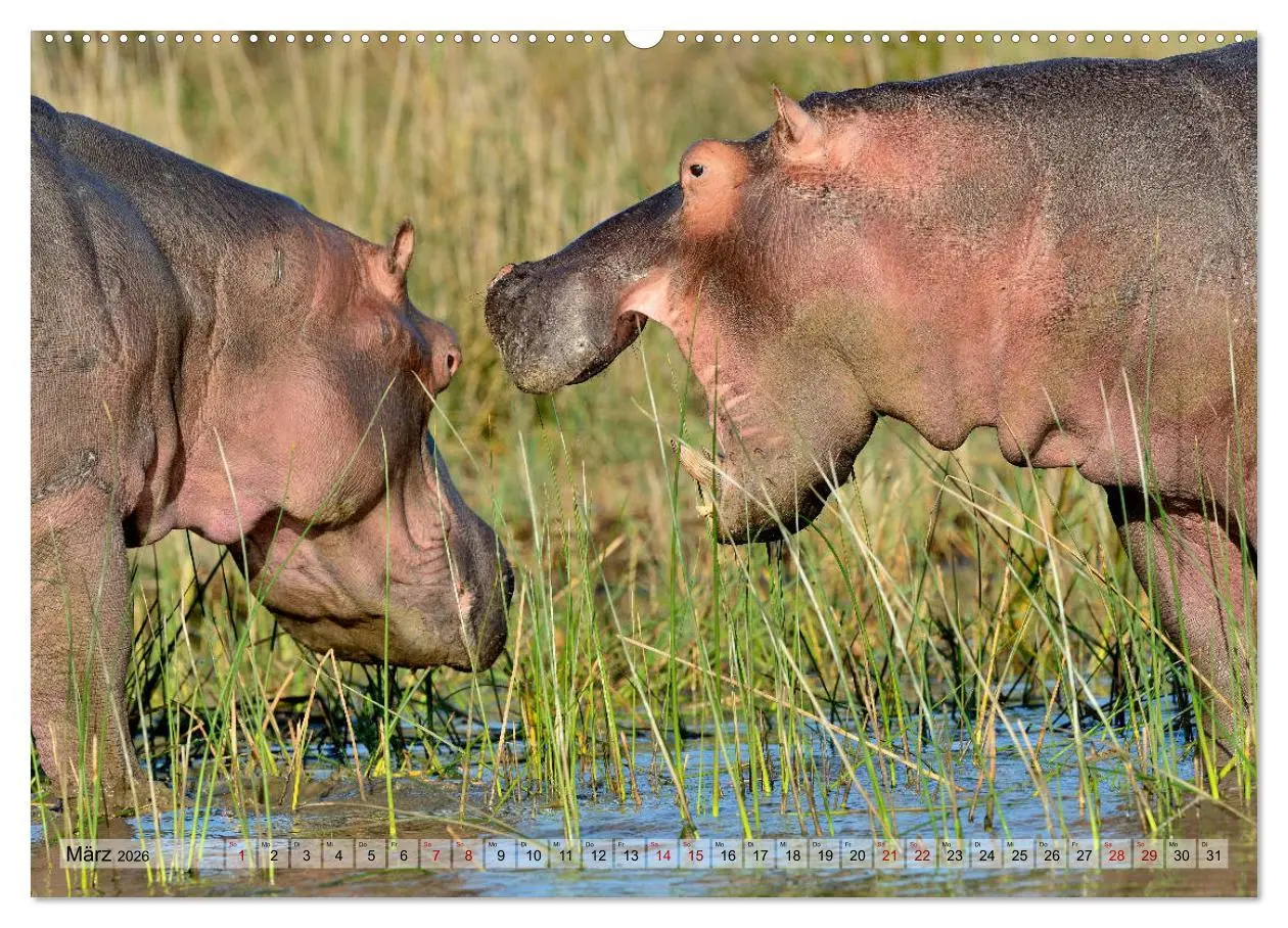 Bild: 9783457692721 | Faszination Afrika: Flusspferde (hochwertiger Premium Wandkalender...
