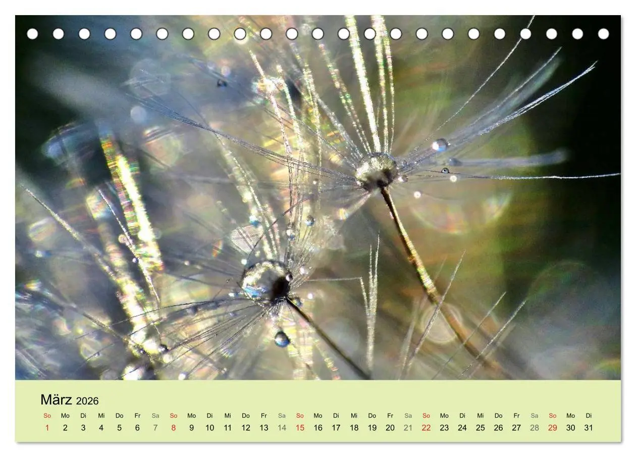 Bild: 9783516152821 | Naturjuwel Pusteblume (Tischkalender 2026 DIN A5 quer), CALVENDO...