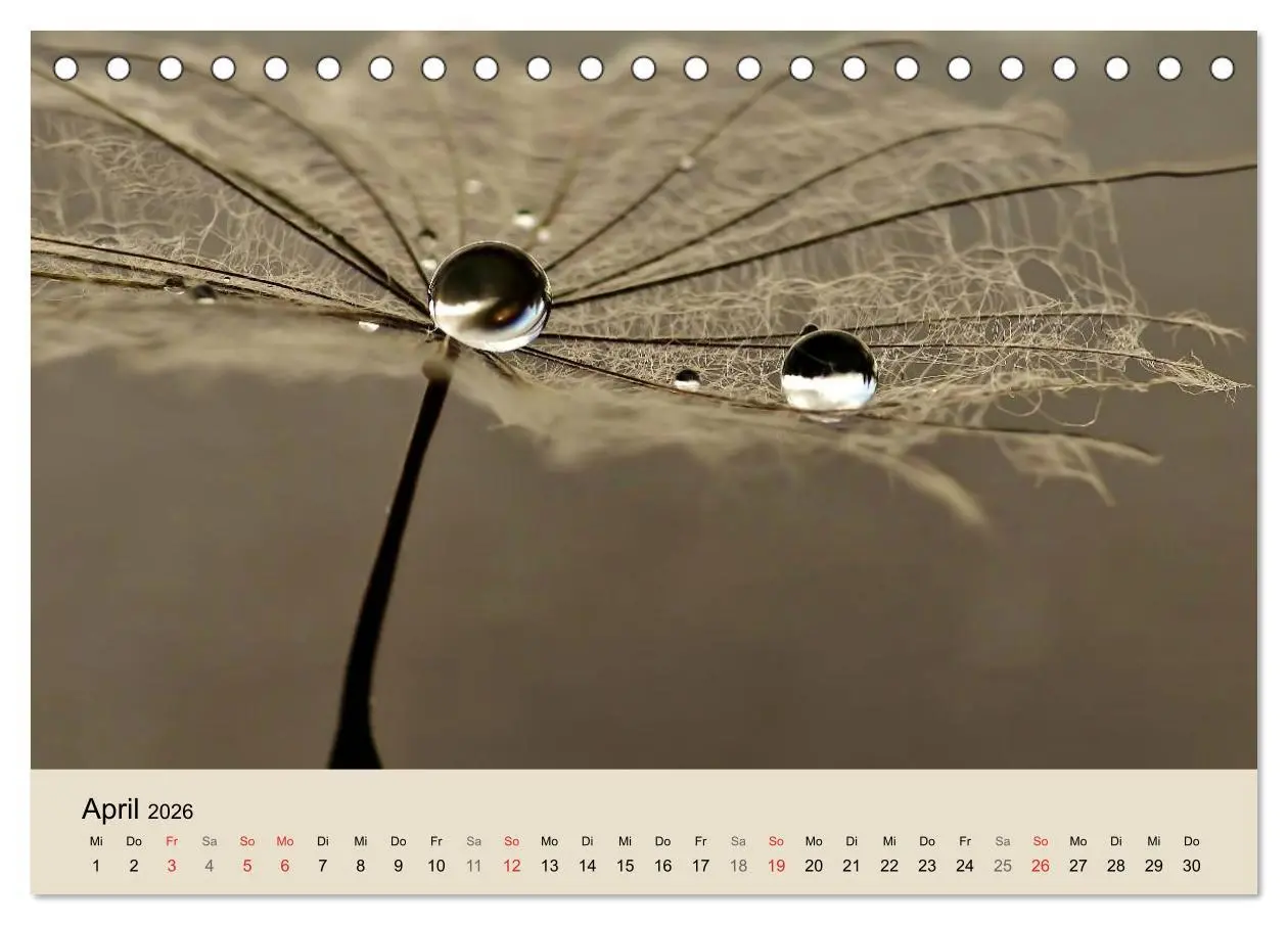 Bild: 9783516152821 | Naturjuwel Pusteblume (Tischkalender 2026 DIN A5 quer), CALVENDO...