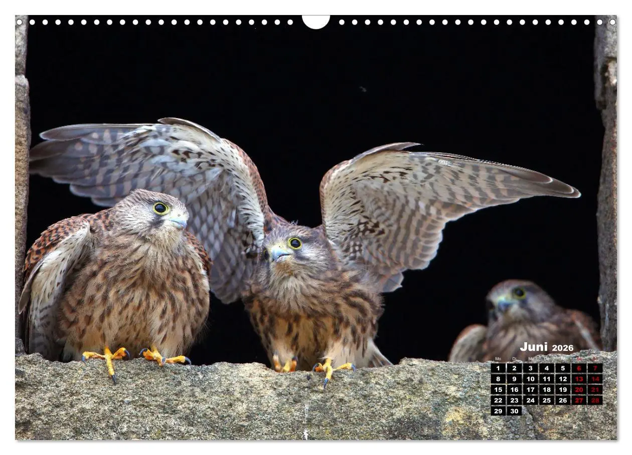 Bild: 9783457502921 | Wildes Bochum (Wandkalender 2026 DIN A3 quer), CALVENDO Monatskalender