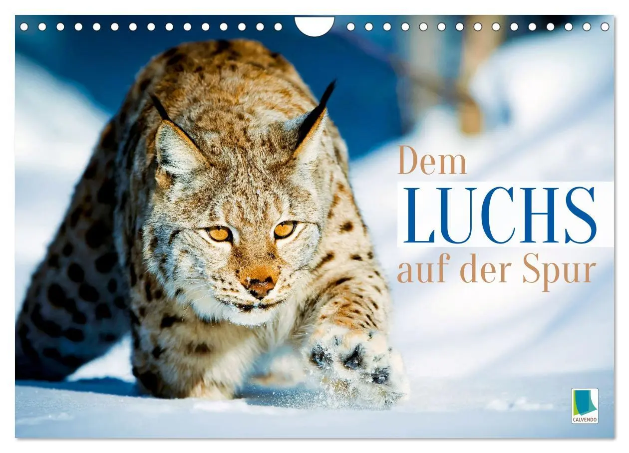 Cover: 9783457943021 | Dem Luchs auf der Spur (Wandkalender 2026 DIN A4 quer), CALVENDO...