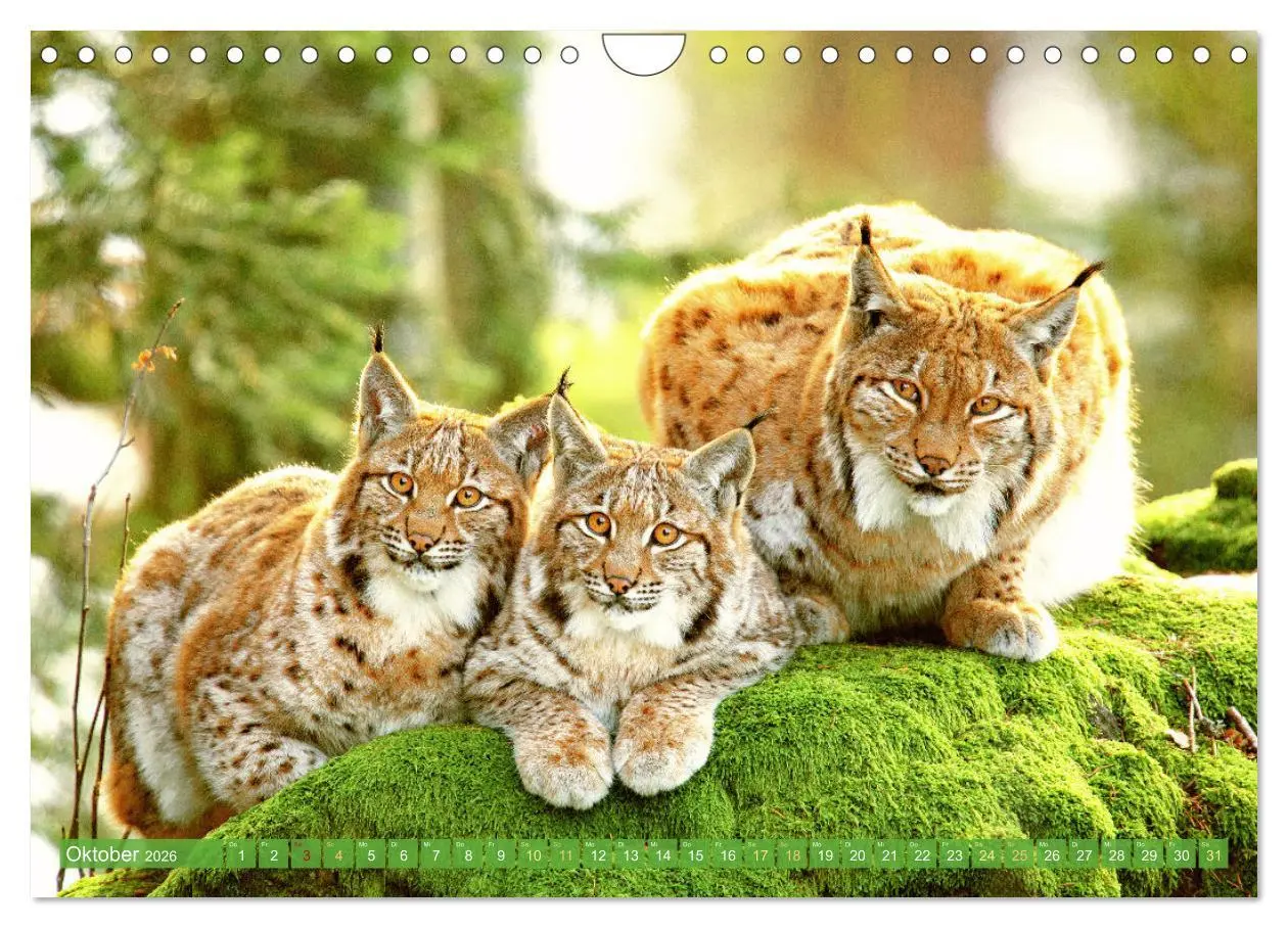 Bild: 9783457943021 | Dem Luchs auf der Spur (Wandkalender 2026 DIN A4 quer), CALVENDO...