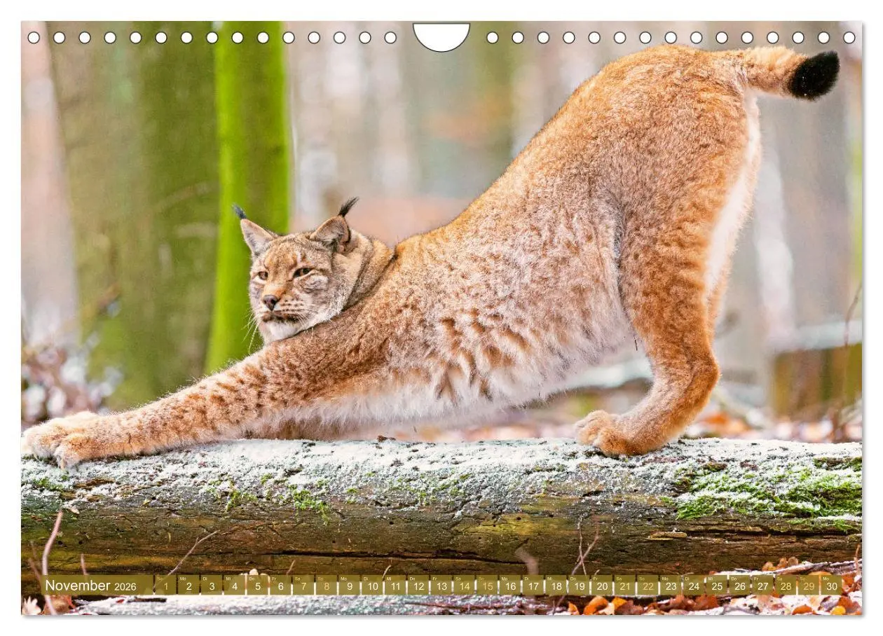 Bild: 9783457943021 | Dem Luchs auf der Spur (Wandkalender 2026 DIN A4 quer), CALVENDO...
