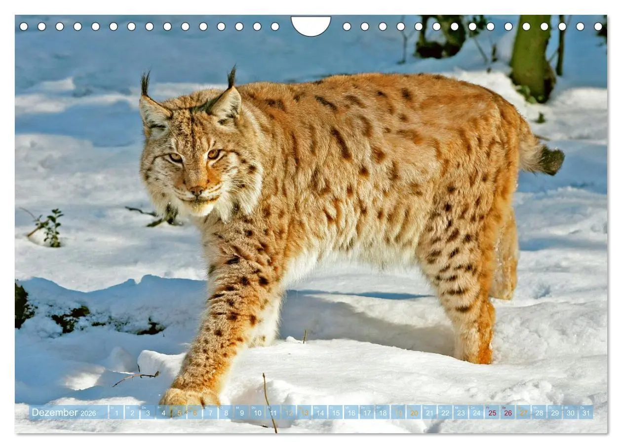 Bild: 9783457943021 | Dem Luchs auf der Spur (Wandkalender 2026 DIN A4 quer), CALVENDO...