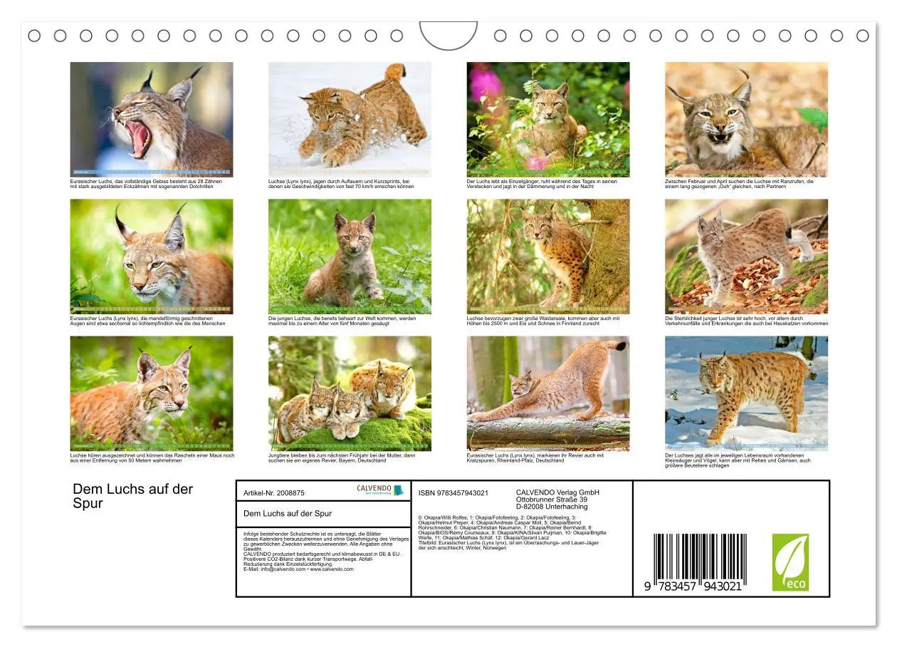 Bild: 9783457943021 | Dem Luchs auf der Spur (Wandkalender 2026 DIN A4 quer), CALVENDO...