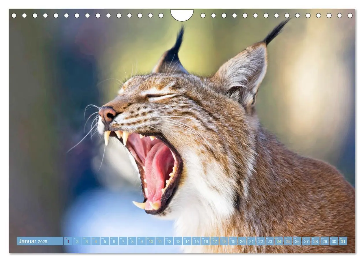 Bild: 9783457943021 | Dem Luchs auf der Spur (Wandkalender 2026 DIN A4 quer), CALVENDO...