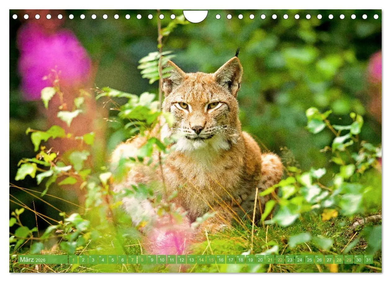 Bild: 9783457943021 | Dem Luchs auf der Spur (Wandkalender 2026 DIN A4 quer), CALVENDO...