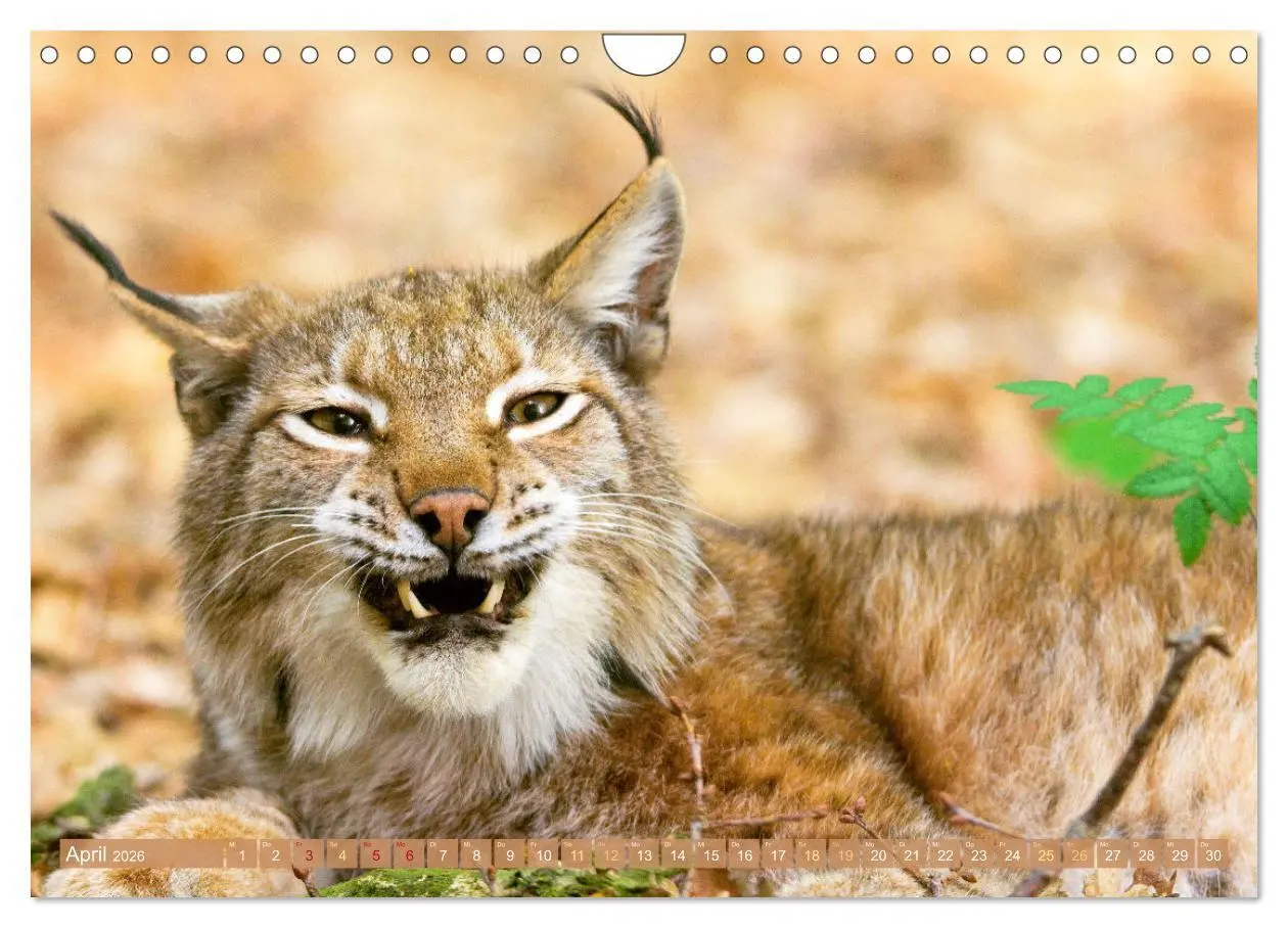 Bild: 9783457943021 | Dem Luchs auf der Spur (Wandkalender 2026 DIN A4 quer), CALVENDO...